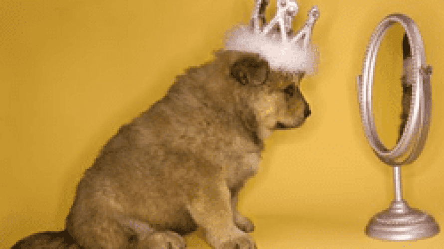 dogmirror