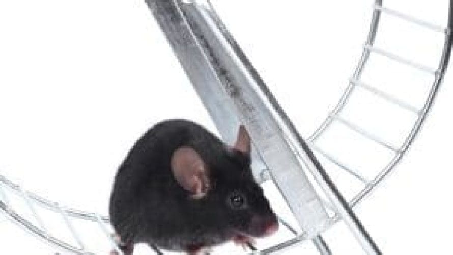 little mouse on an exercise wheel